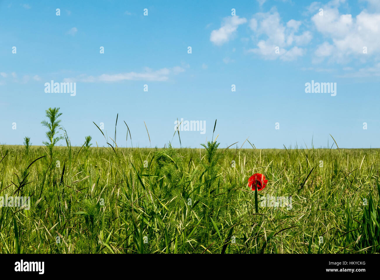 Paesaggio a nord della Bulgaria Foto Stock