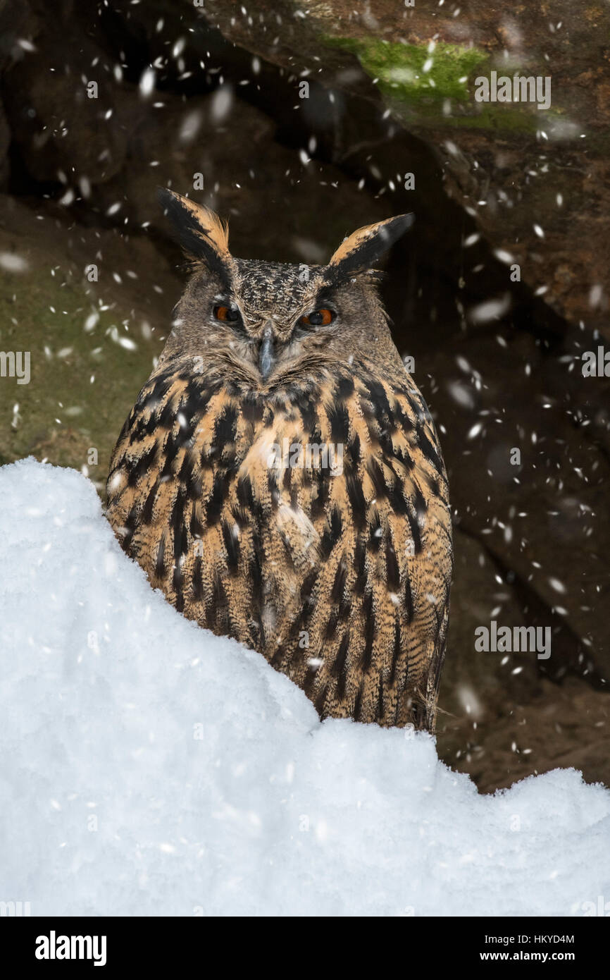 Gufo reale (Bubo bubo) seduti sulla sporgenza di roccia in roccia durante la doccia di neve in inverno Foto Stock