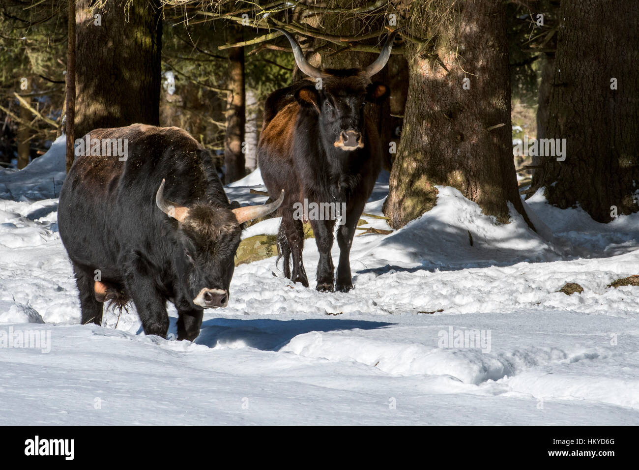 Bovini di Heck (Bos domesticus) toro e vacca nella neve in inverno. Tentativo di razza torna l'estinto uro (Bos primigenius) Foto Stock