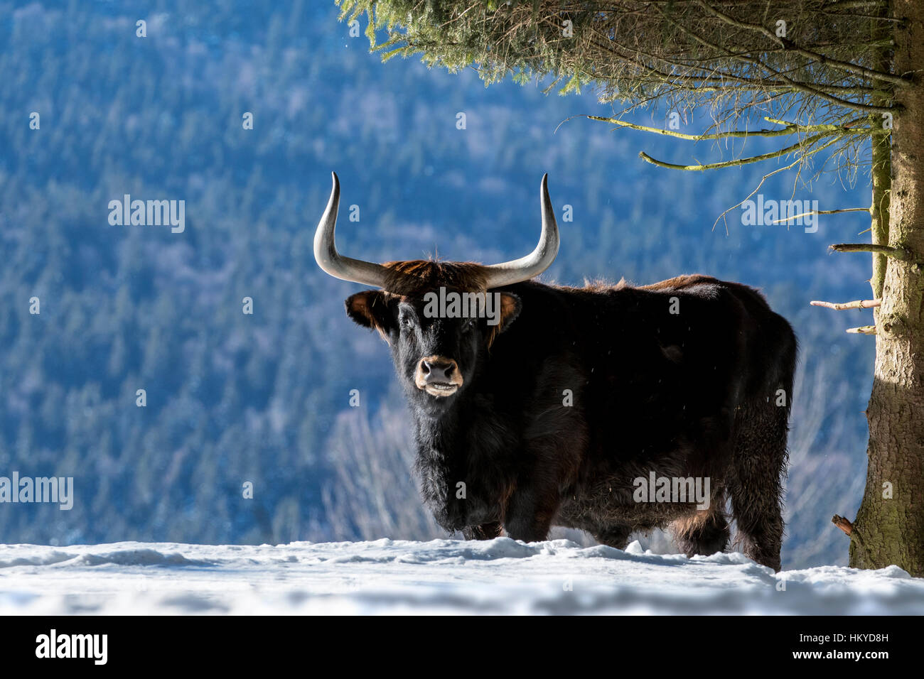Bovini di Heck (Bos domesticus) bull sotto agli alberi nella neve in inverno. Tentativo di razza torna l'estinto uro (Bos primigenius) Foto Stock