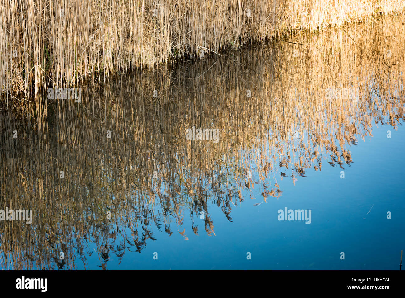 Un reedbed con ance riflettendo in un pozzo fenland Nel Cambridgeshire Fens REGNO UNITO Foto Stock