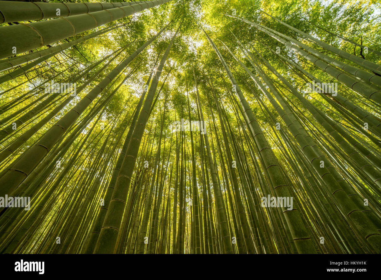 Gli alberi di bambù raggiungendo verso l'alto Foto Stock