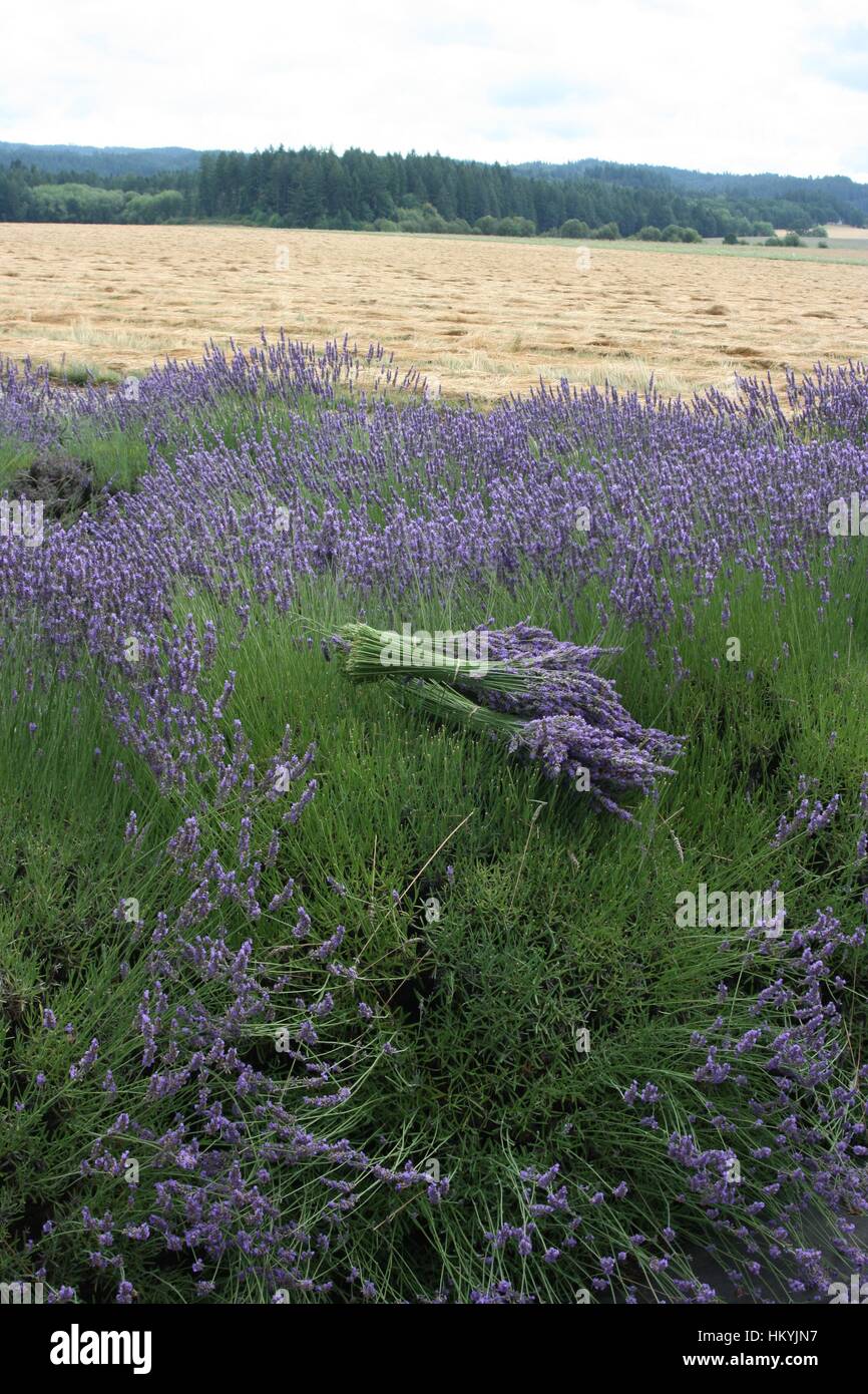 Un mazzetto di lavanda viola recante sulla parte superiore di un patch di lavanda, campo, con un campo di erba gialla verdi alberi in lontananza. Foto Stock