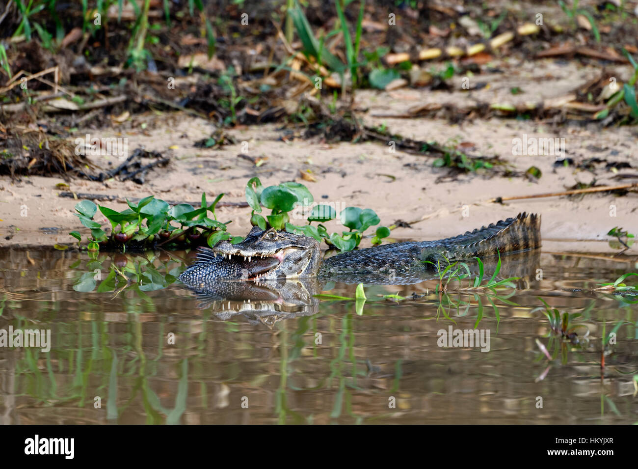 Caimano Yacare (yacare Caimano) divorando un pesce, Cuiaba river, Pantanal, Mato Grosso, Brasile Foto Stock