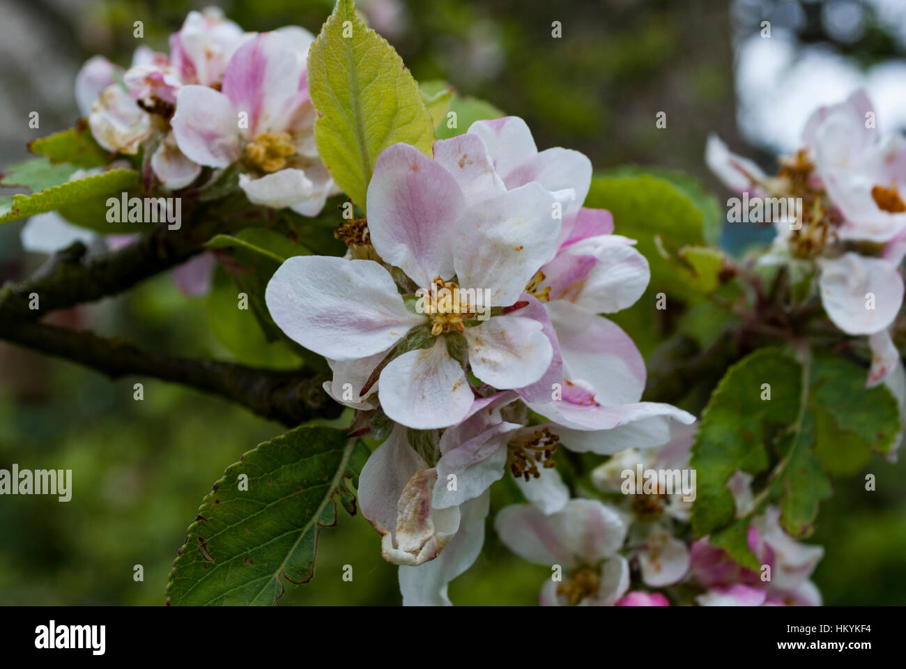 APPLE BLOSSOM Foto Stock