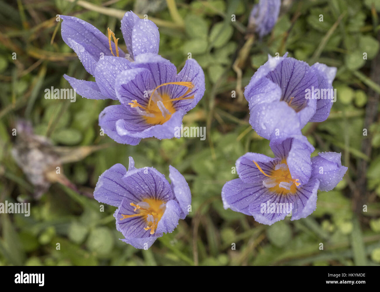 Il Monte Athos crocus, Crocus pulchellus in fiore sul panno giornata di ottobre, est della Grecia. Foto Stock