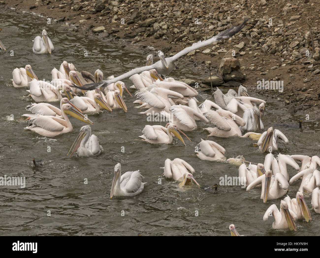 Grande pellicani bianchi, nella frenesia con una secca di pesci nel lago di Kerkini, Grecia. Foto Stock