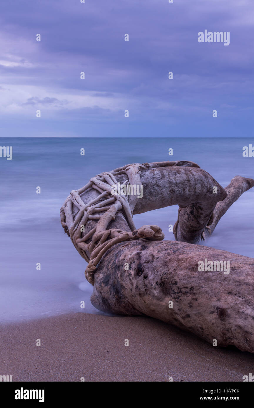 Driftwood sulla spiaggia lunga esposizione. Foto Stock