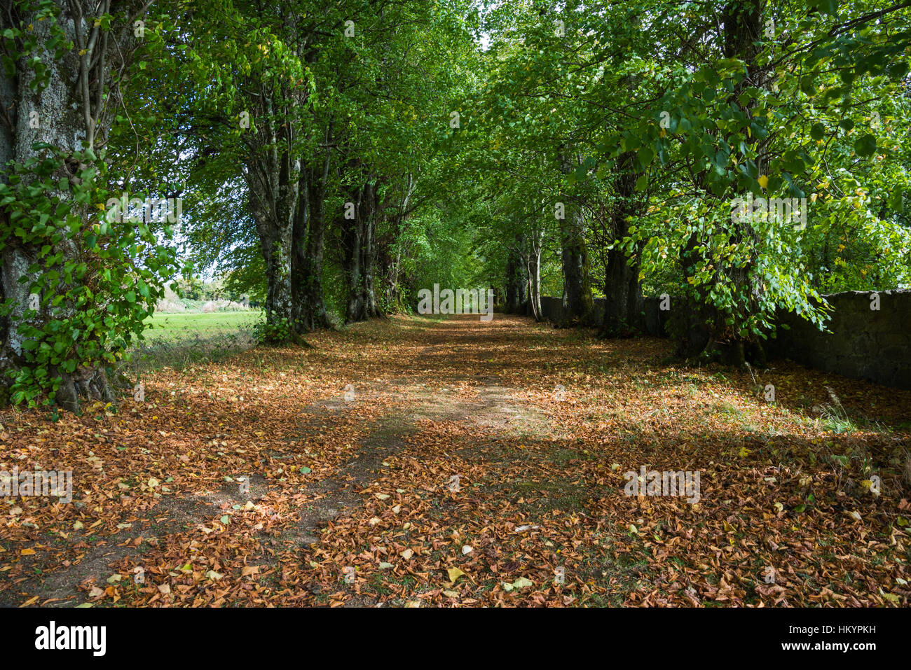 Vecchio Crom Giardini di Castello. Foto Stock