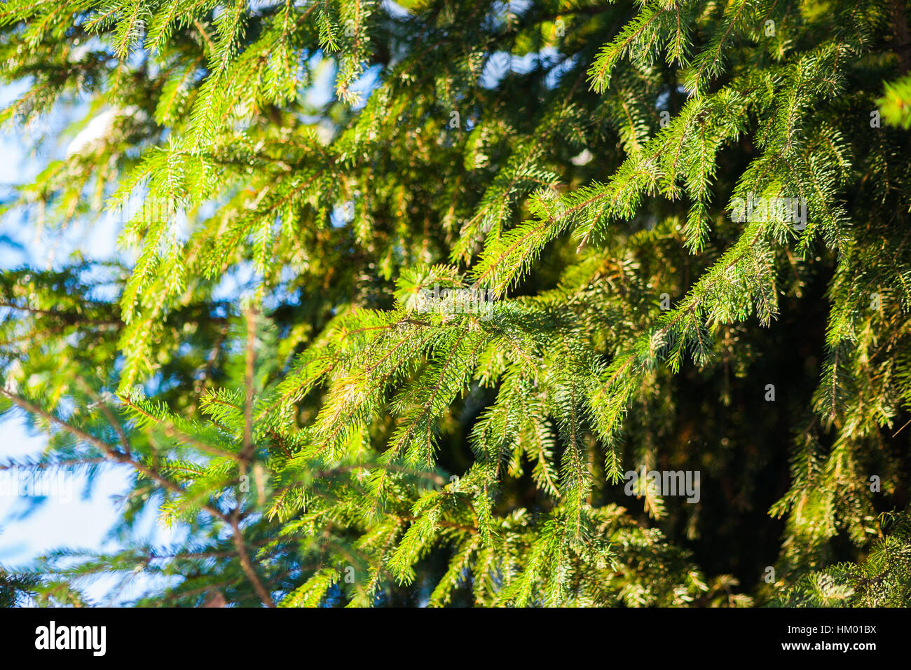 Abete verde rami di alberi e aghi contro lo sfondo di morbido cielo blu. Soleggiata giornata invernale. Allegro scena. Giochi di luce e ombra. Foto Stock