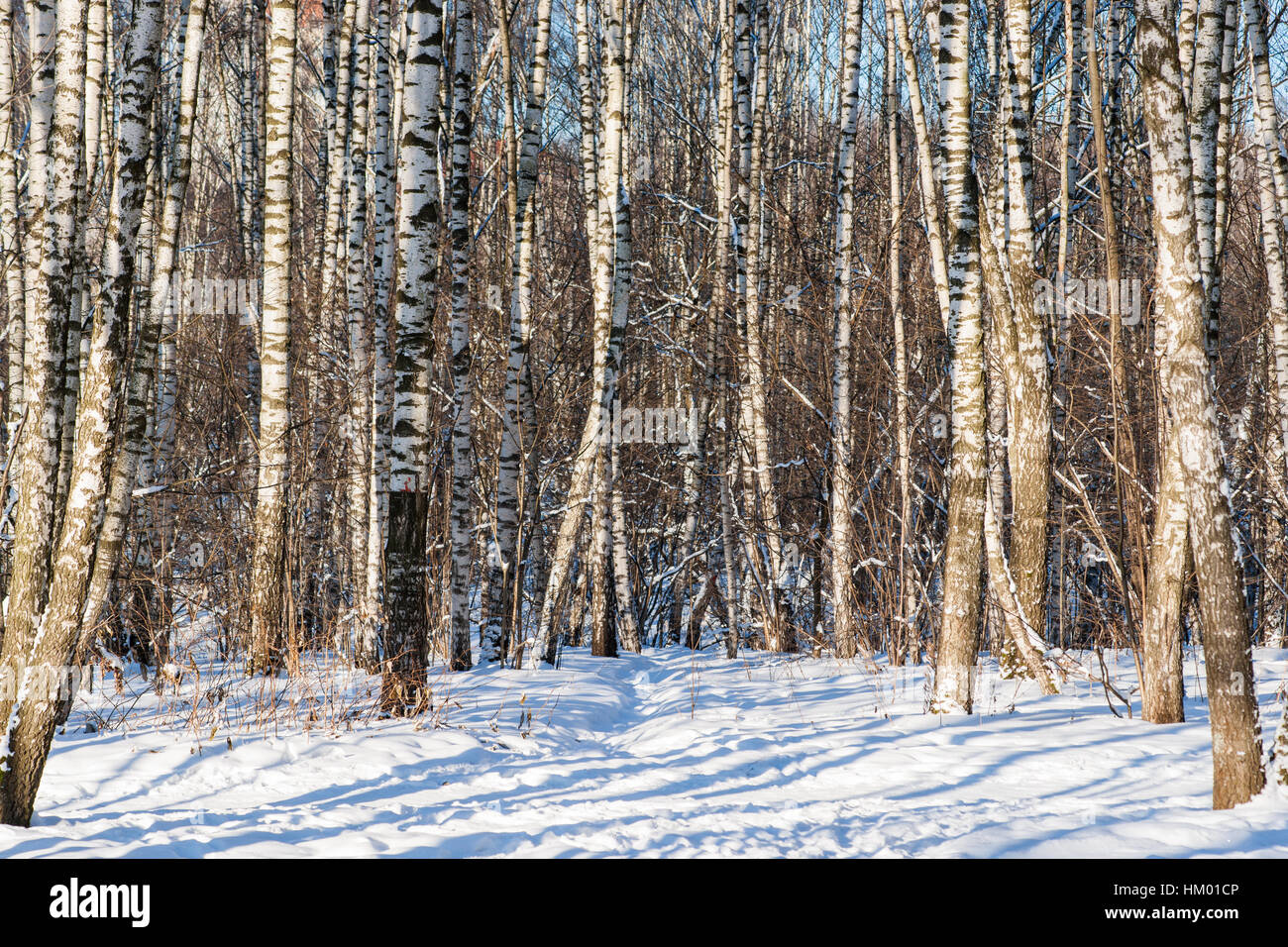 Sunlut coperta di neve la betulla gli alberi in una foresta di inverno in una giornata di sole. Neve fresca. Ombre blu. Foto Stock