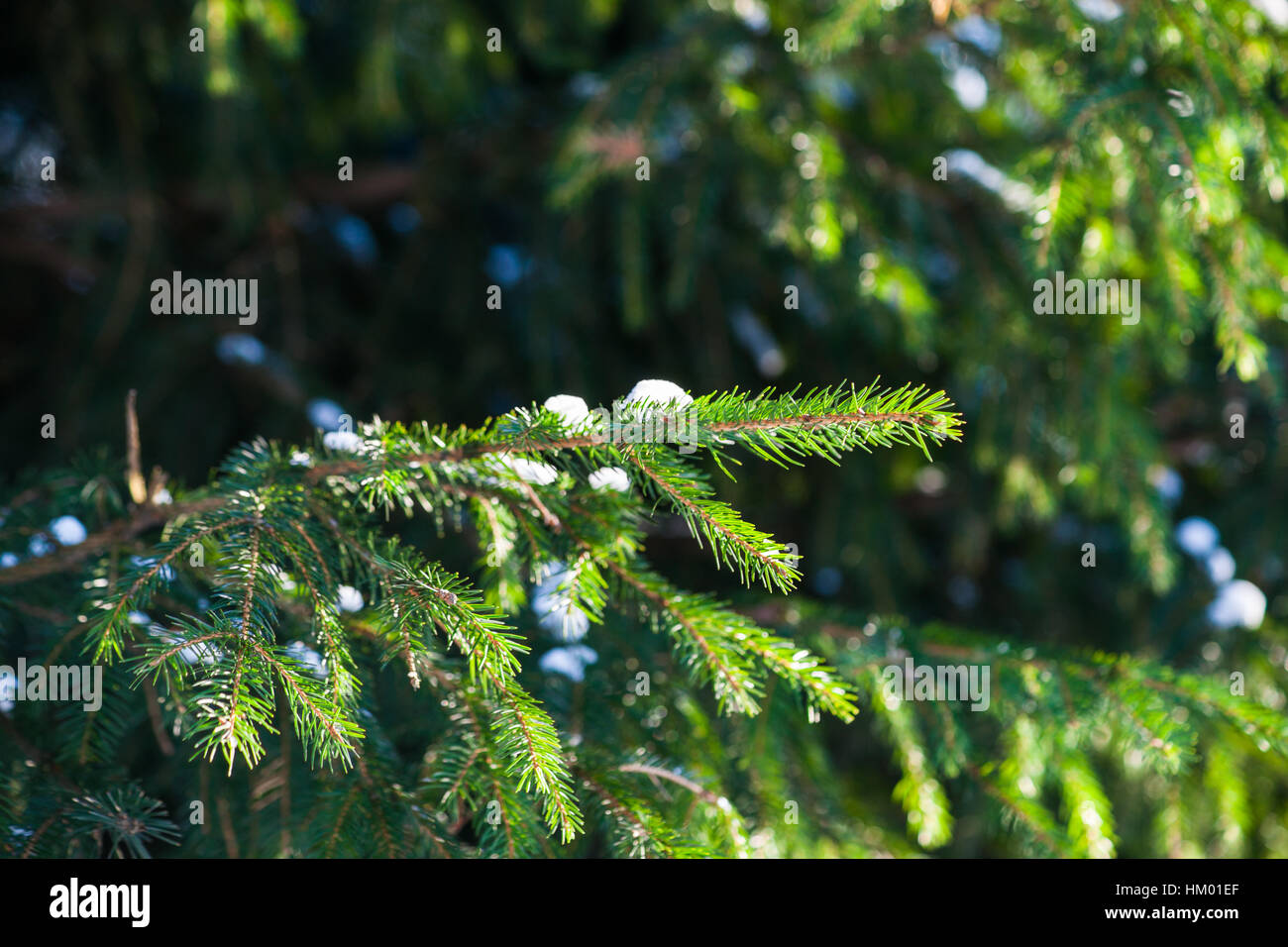 Verde di aghi di abete rosso albero contro sfondo verde scuro. Macchie di neve fresca su un albero. Soleggiata giornata invernale. La vigilia di Natale. Foto Stock