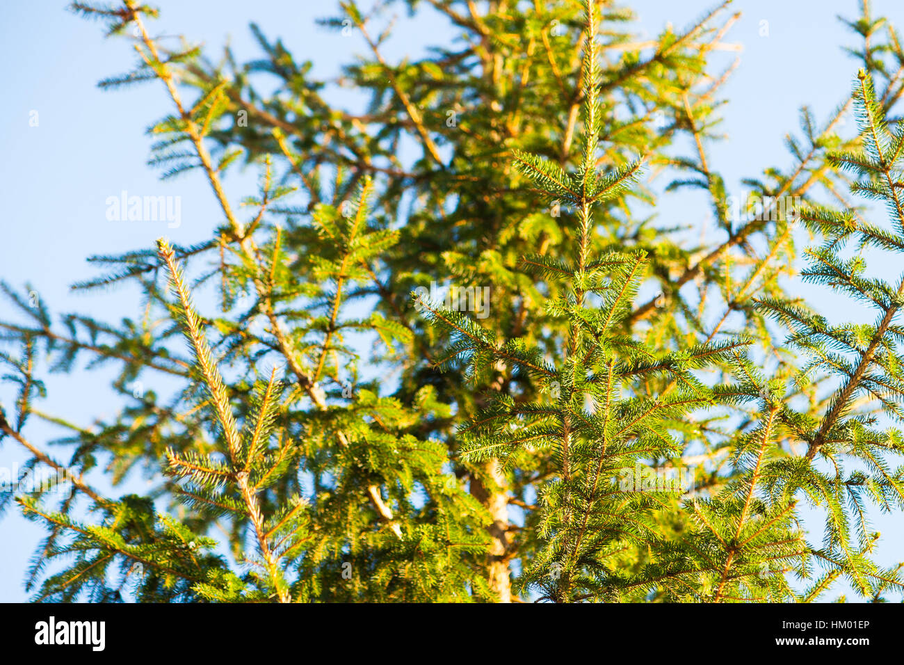 Brillantemente illuminato verde abete rami di alberi e aghi contro lo sfondo di morbido cielo blu. Soleggiata giornata invernale. Stagione di natale. Foto Stock
