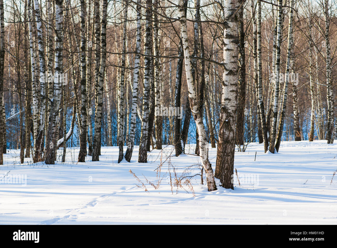 Boschetto di frusta su una soleggiata giornata invernale. Fresca neve bianca e blu lunghe ombre. Inverno e di Natale scena. Foto Stock