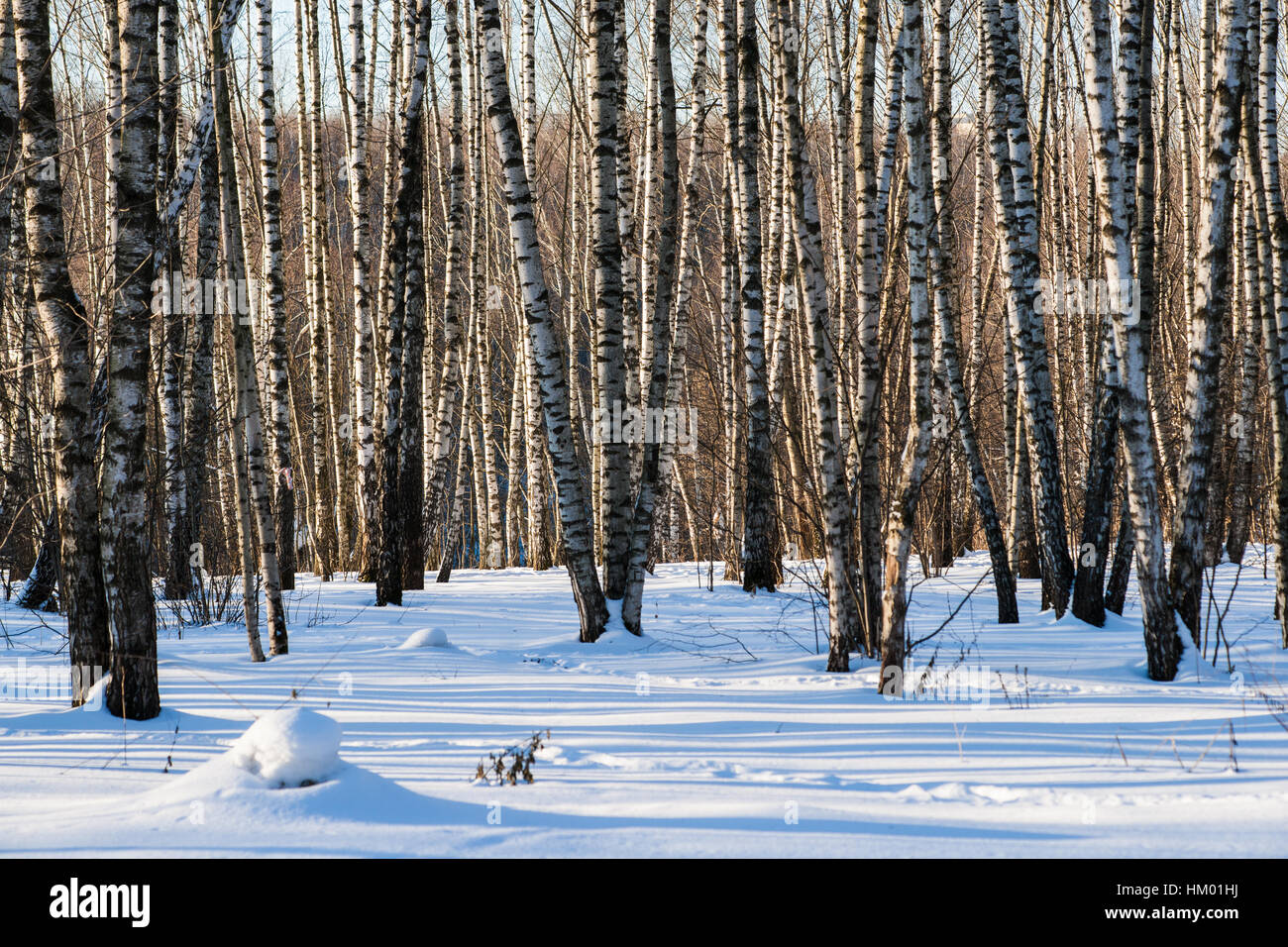 Boschetto di frusta su una soleggiata giornata invernale. Fresh bianco della neve e lunghe ombre blu e marrone di alberi in background. Inverno e di Natale scena. Foto Stock