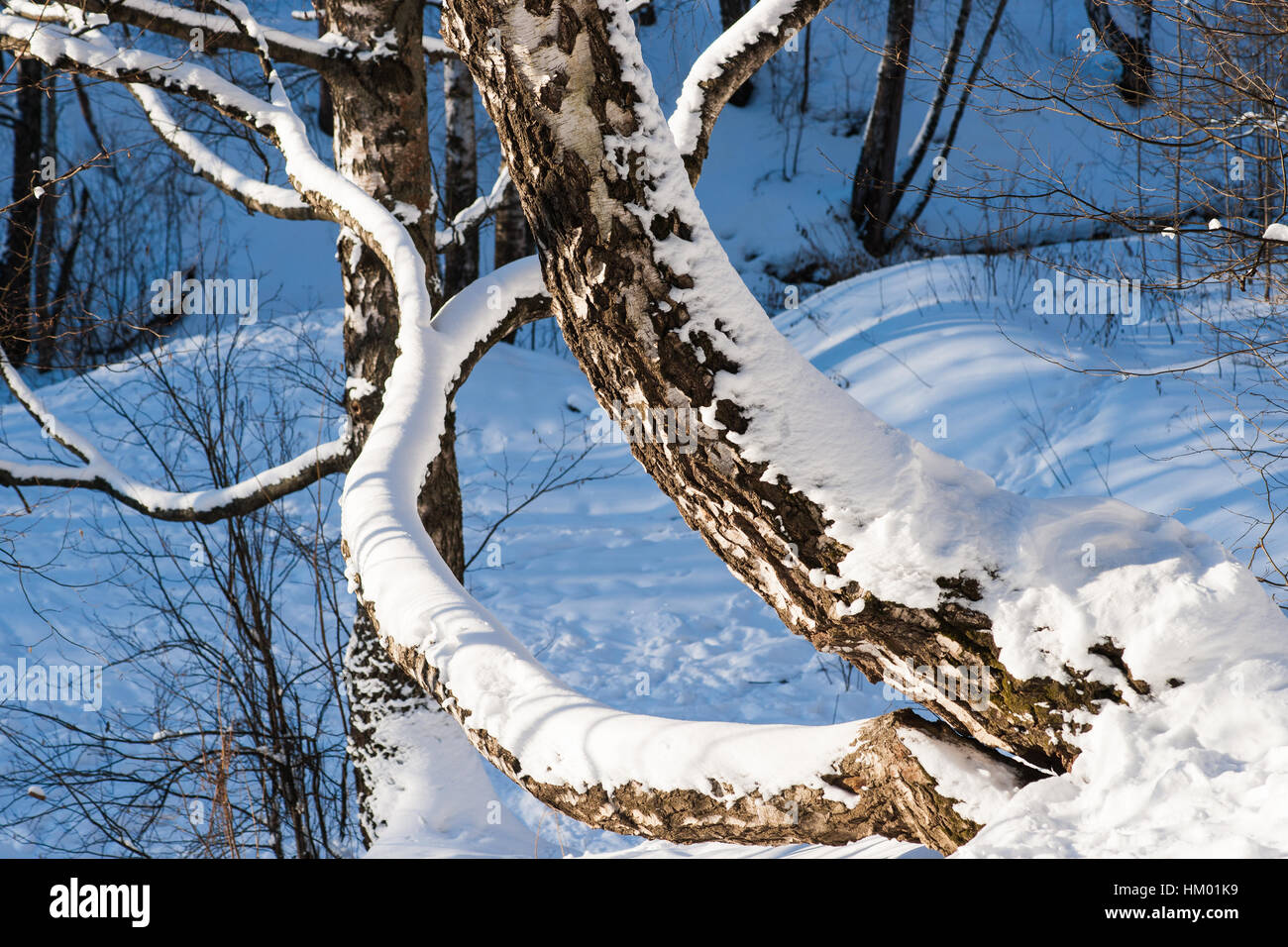 Sunlut coperta di neve betulla in una foresta di inverno in una giornata di sole. Gioco di luci e di ombre, l'inverno e la scena di Natale. Foto Stock