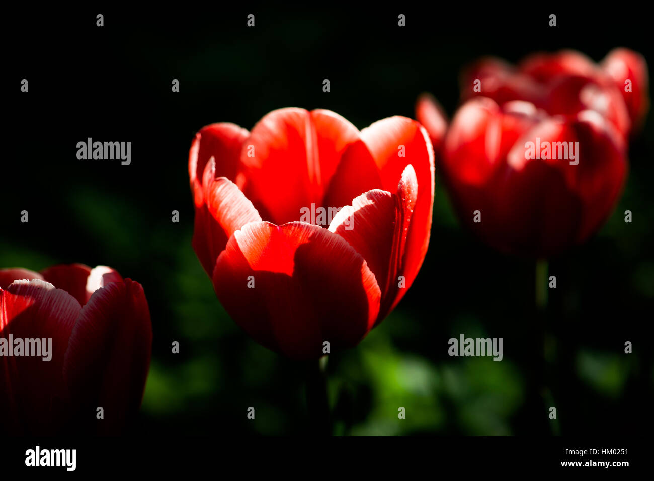 Tre rossi tulip fiori in una fila diagonale. Fiori soleggiati contro verde scuro e sfondo nero. Tasto basso fotografia. Giochi di luce e ombra. Spri Foto Stock