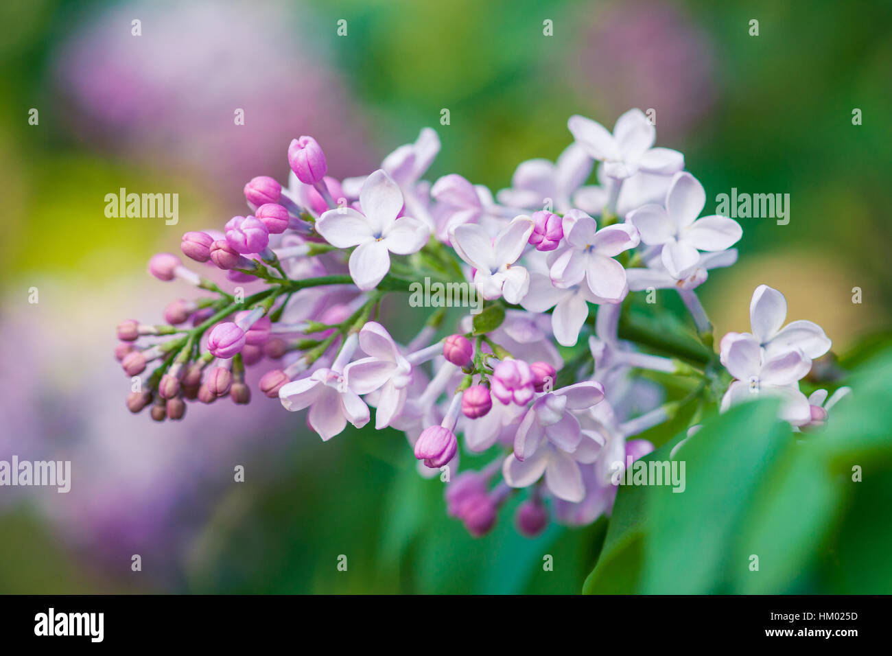 Fresca rosa morbida e di colore bianco fiori lilla contro il verde e Sfondo rosa. Primavera nel giardino. Foto Stock