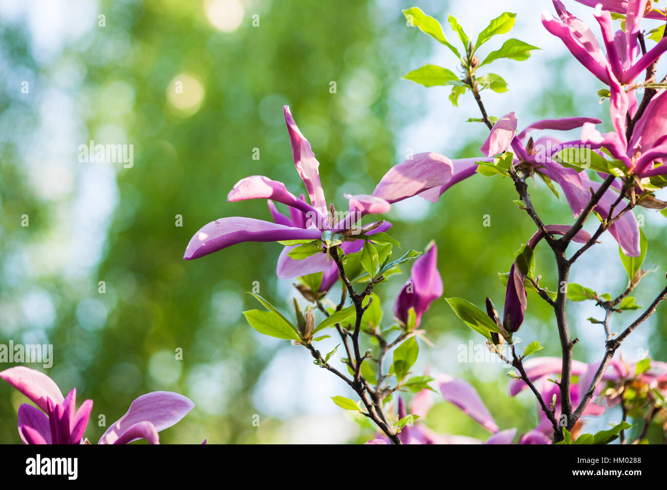 Rosa e viola i fiori di magnolia contro morbido blu e sfondo verde di un giardino di primavera. La gioia e la bellezza della stagione primavera Foto Stock