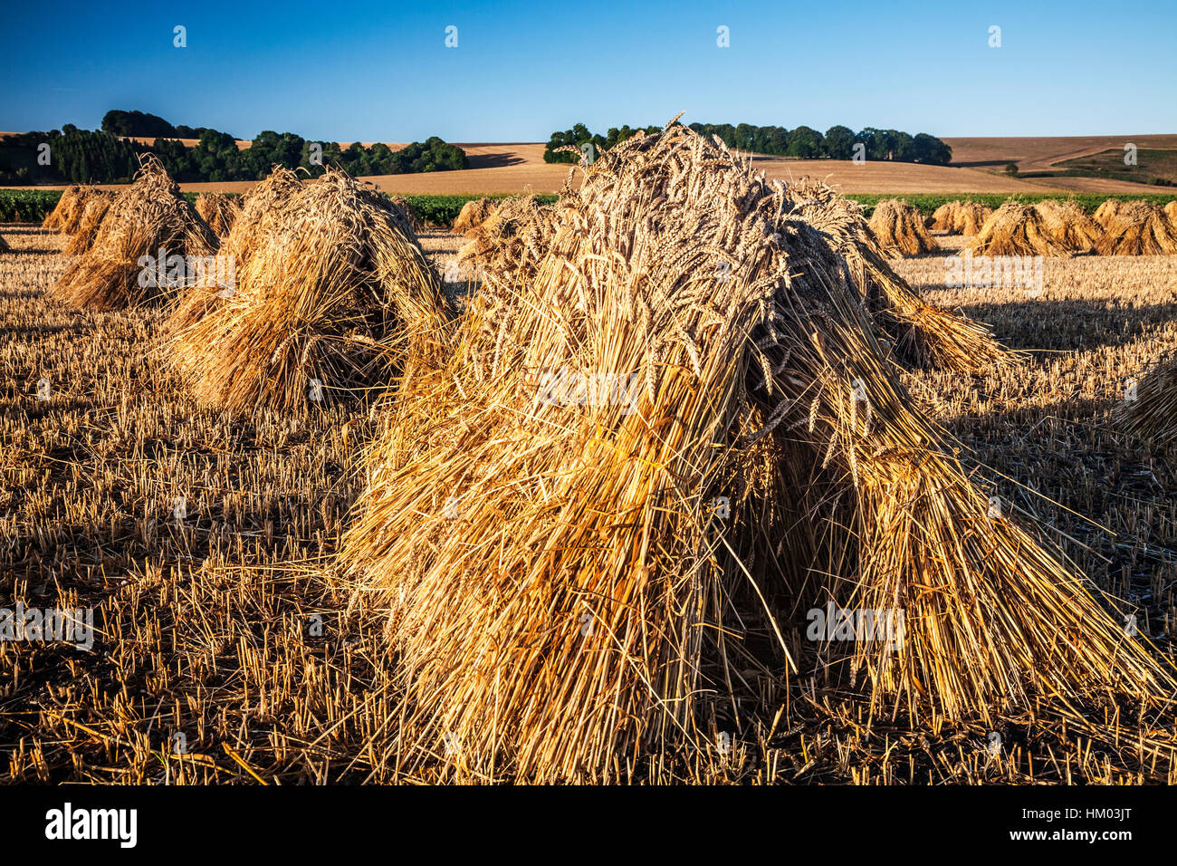 Stooks tradizionale di grano in un campo nel Wiltshire, Regno Unito. Foto Stock