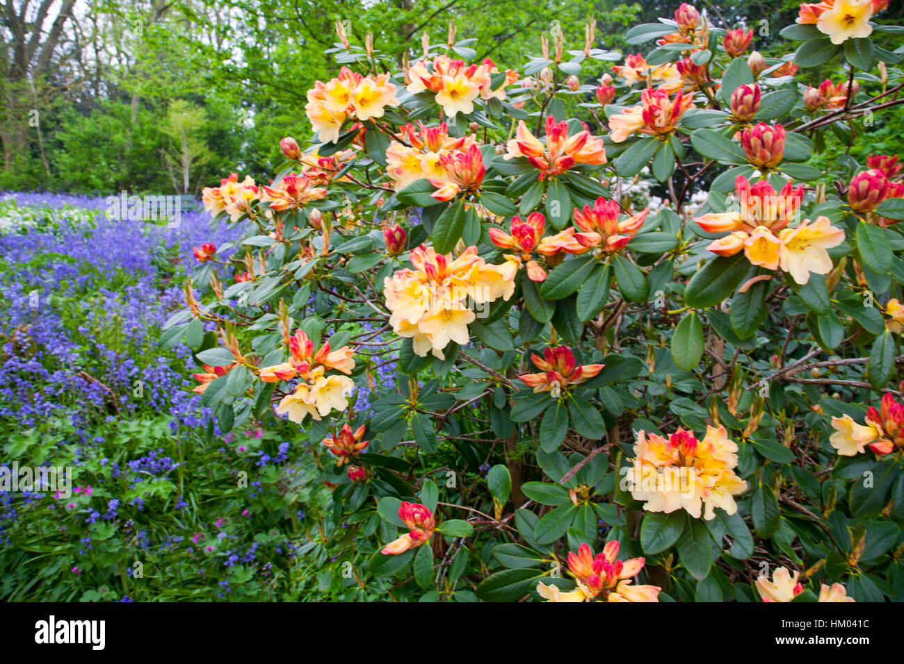 E Rhododenron Bluebells crescendo in un maniero inglese giardino Foto Stock