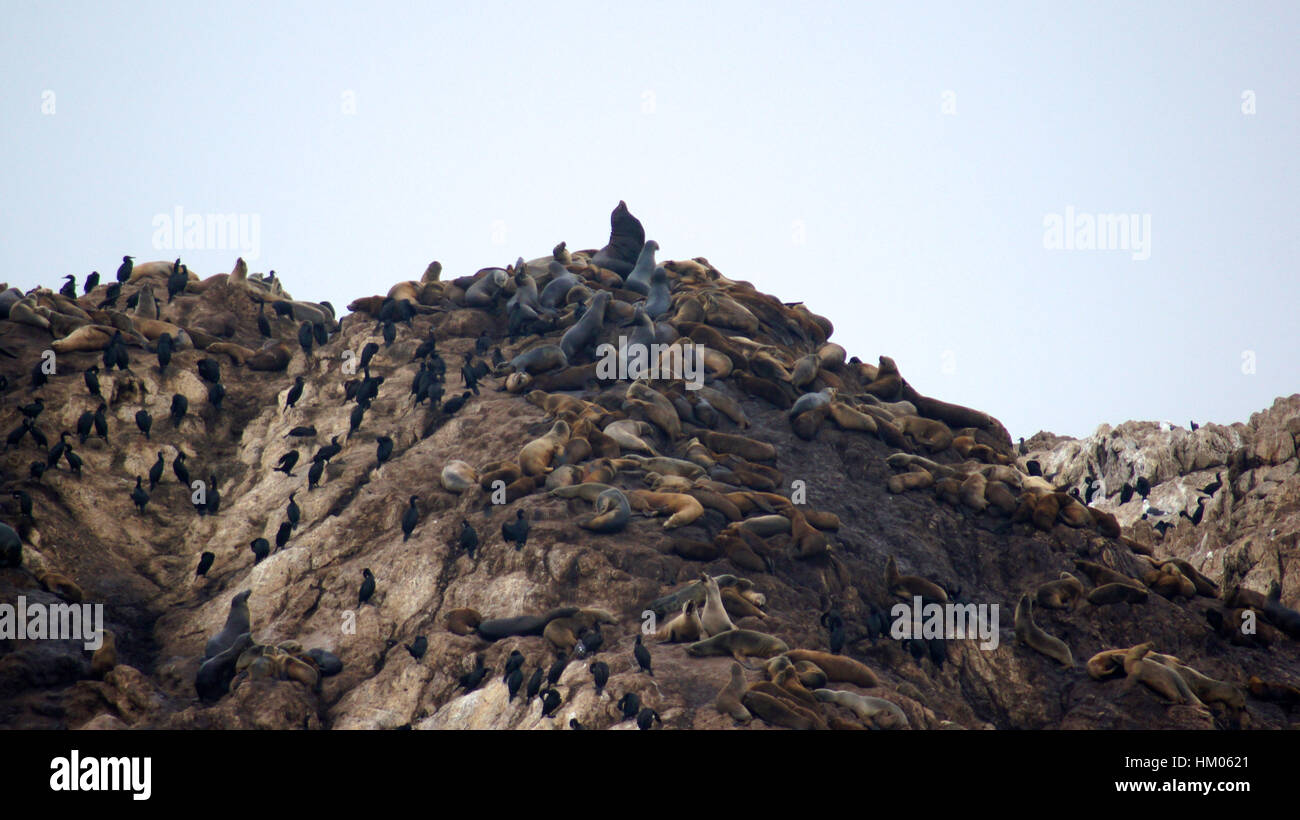 MONTEREY, CALIFORNIA, STATI UNITI - Ott 6, 2014: Bird Rock è uno dei più popolari soste lungo la 17-Mile Drive. Ci sono centinaia di uccelli, porto foche e leoni di mare . Foto Stock