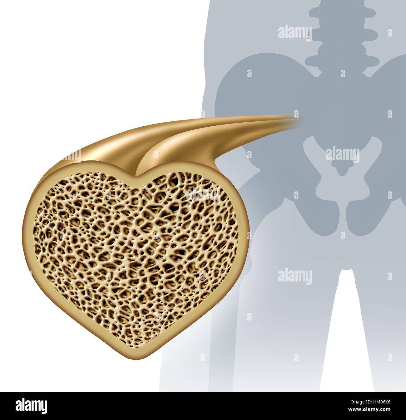 La salute delle ossa e osteoporosi il concetto di prevenzione come un sano anatomia in una forma di cuore come un forte normale tessuto spugnoso da uno scheletro umano struttura Foto Stock