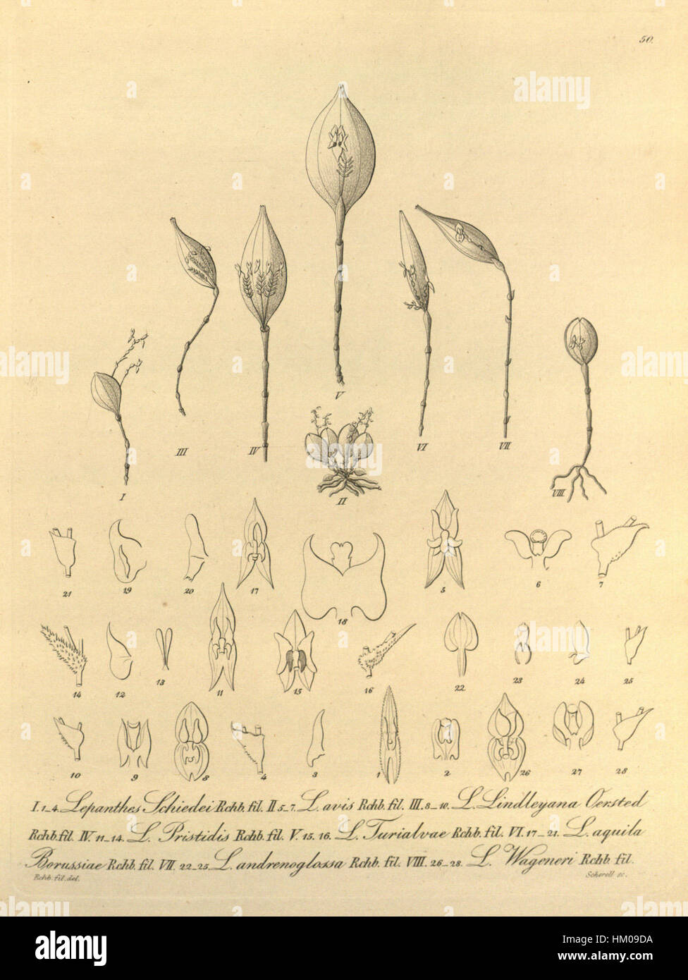 Questa illustrazione botanica tratta dal volume 1 (1858) di "Xenia" presenta varie specie di orchidee, tra cui Lepanthes schiedei e altri, che mostrano l'intricato dettaglio e l'interesse scientifico per la vita vegetale durante il XIX secolo. Foto Stock