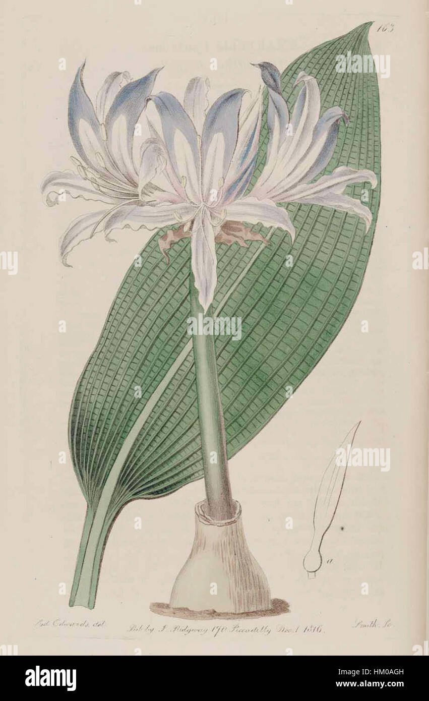 Griffinia hyacinthina 163 Foto Stock