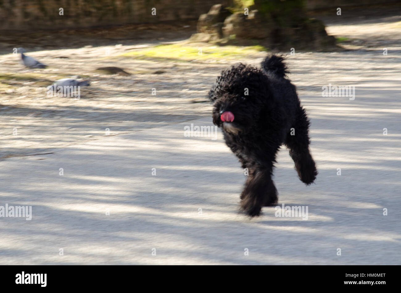 Barboncino nero jogging Foto Stock