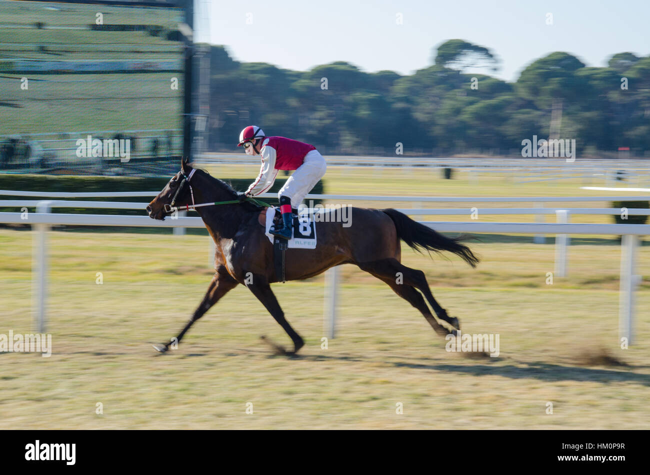 Cavallo di Razza in Pisa, Italia Foto Stock