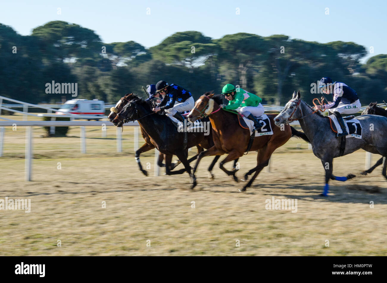 Cavallo di Razza in Pisa, Italia Foto Stock