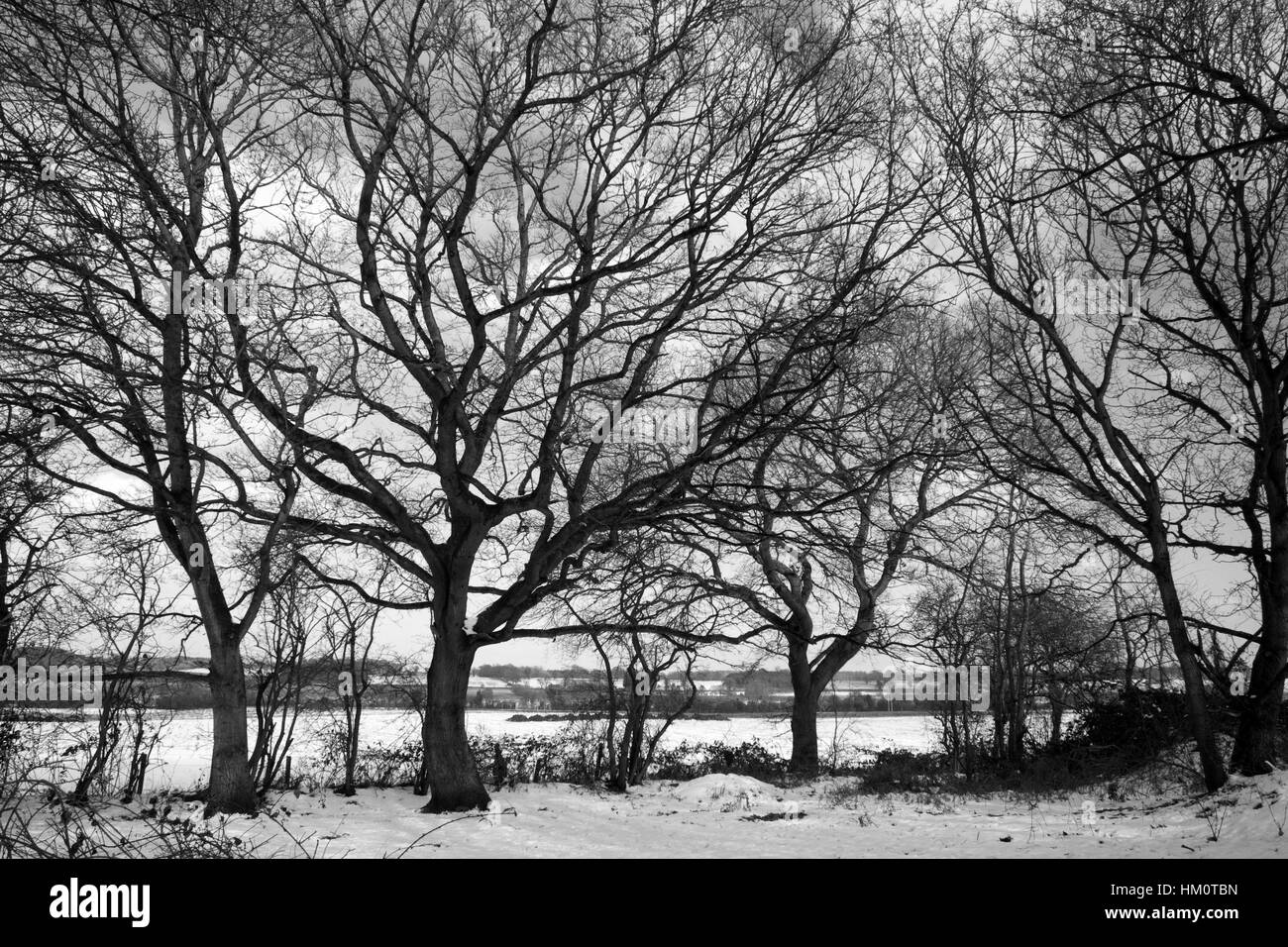 Alberi dormienti nella neve a Wenhaston, Suffolk, Inghilterra Foto Stock