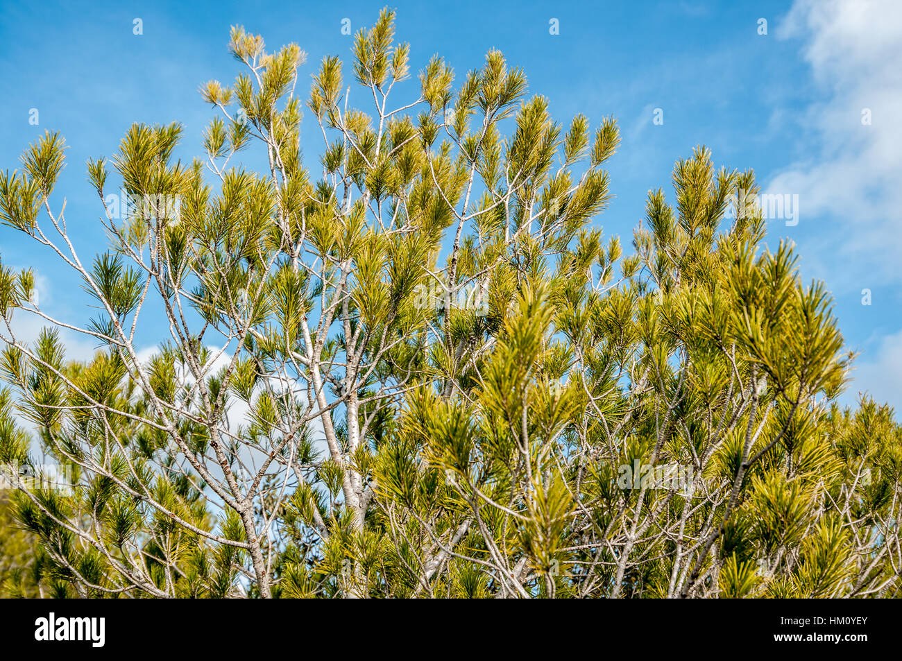 Pino di Aleppo (Pinus halepensis) foglie Foto Stock