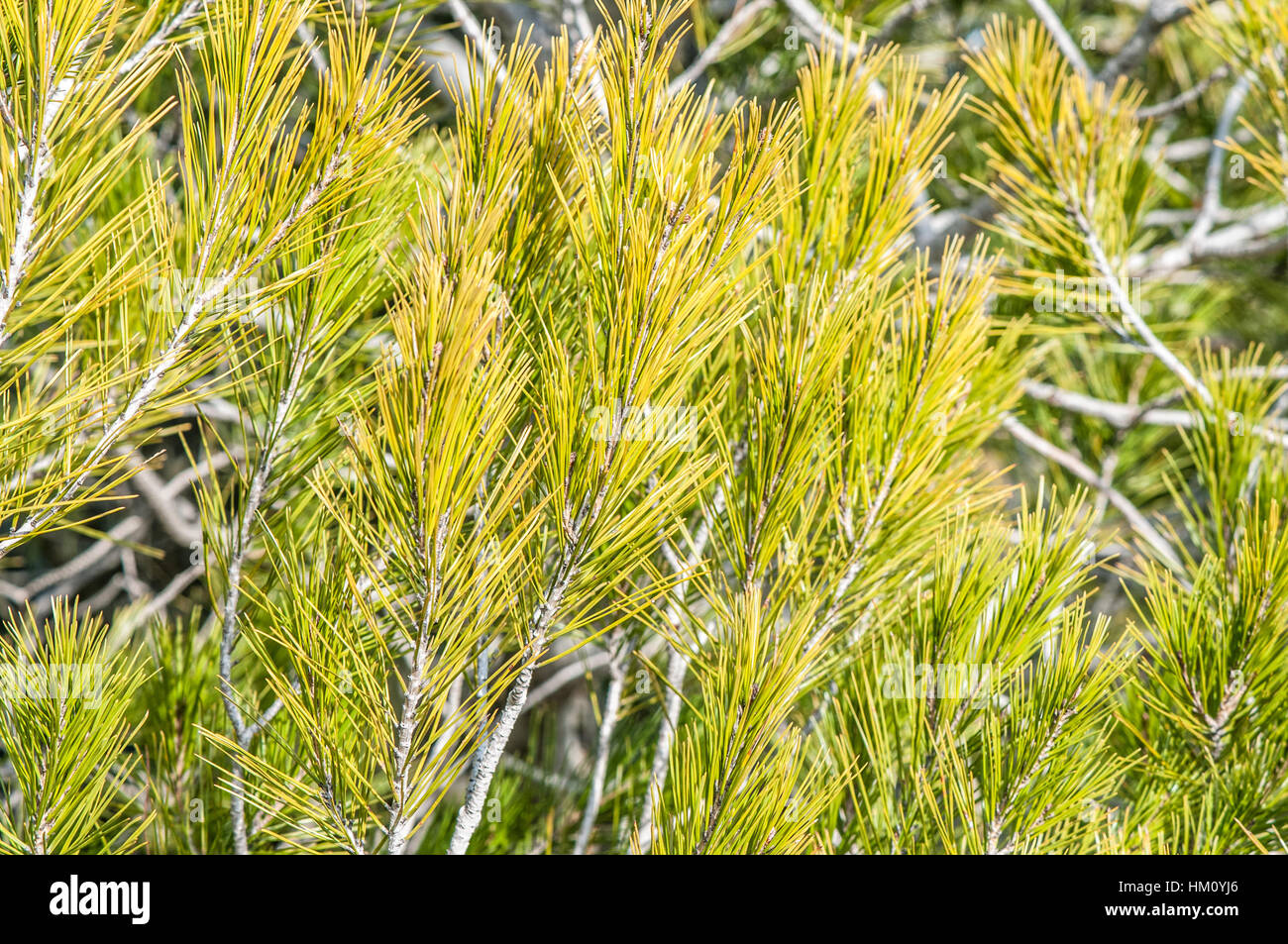 Pino di Aleppo (Pinus halepensis) foglie Foto Stock