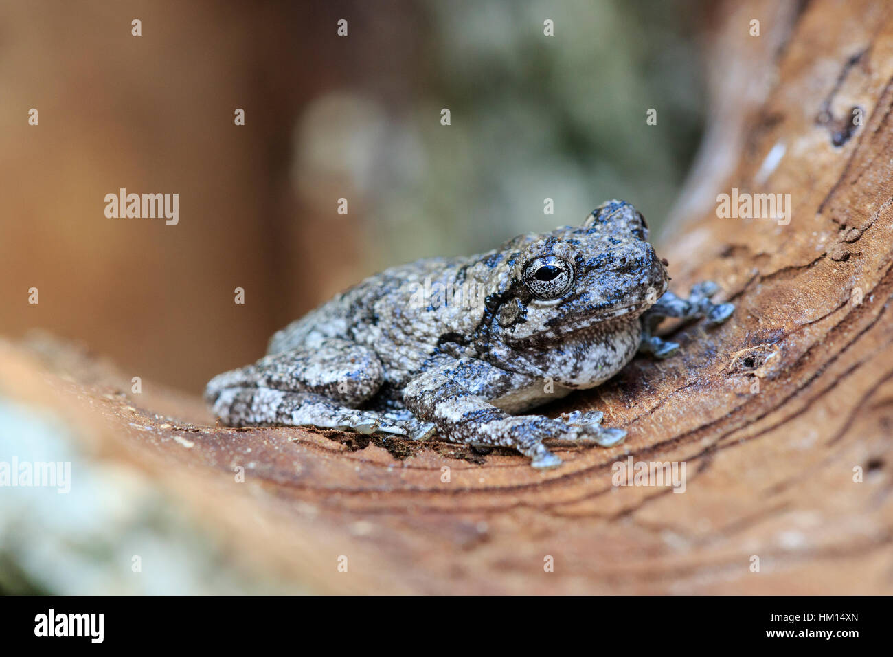 Gray treefrog (Hyla versicolor) Foto Stock