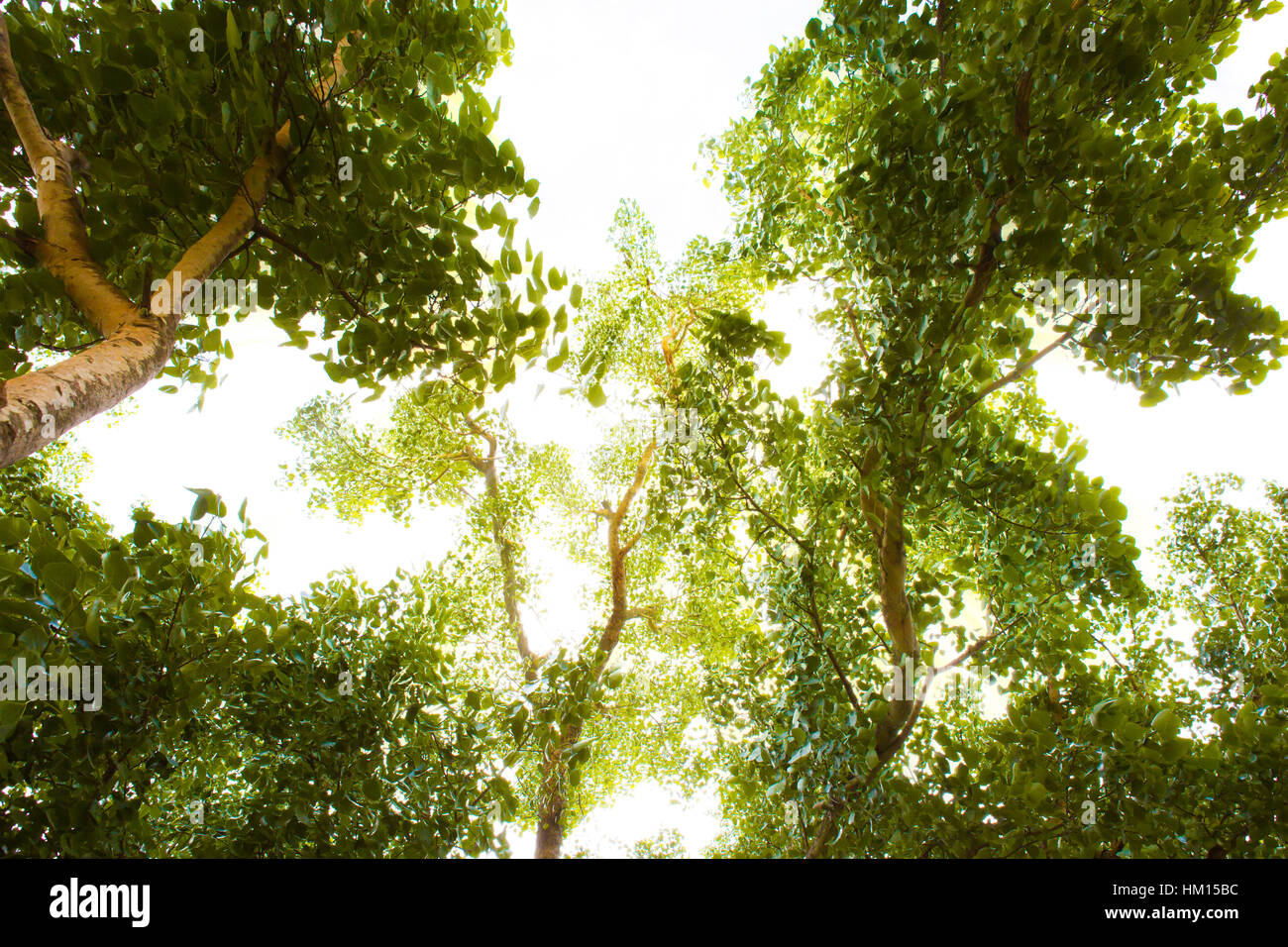 Verde bosco con la luce solare Foto Stock