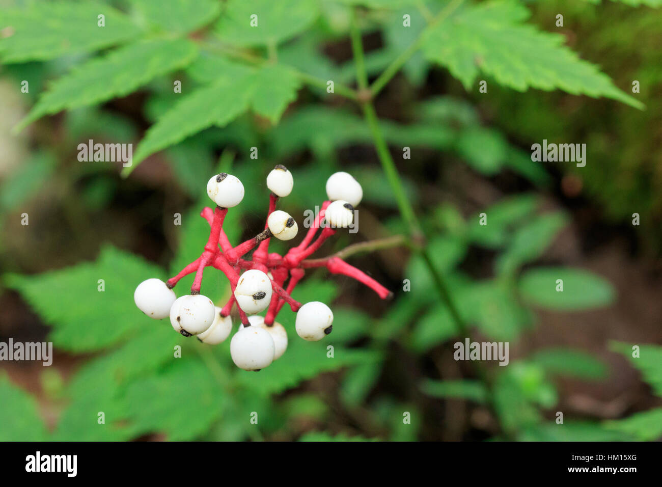 Frutto di white baneberry o occhi di bambola (Actaea pachypoda Foto stock -  Alamy