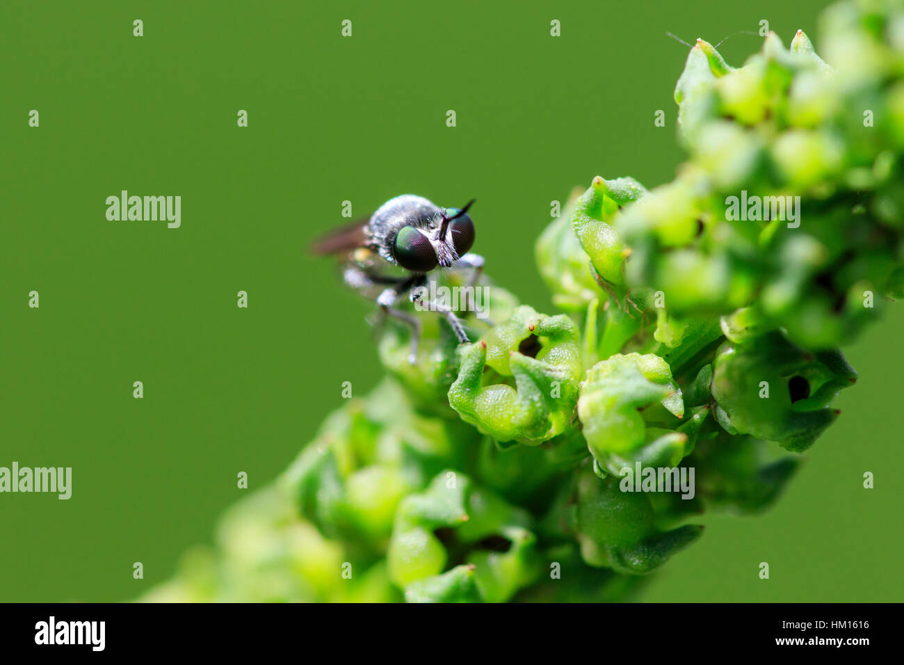 Robber fly Cerotainia () sui fiori. Foto Stock