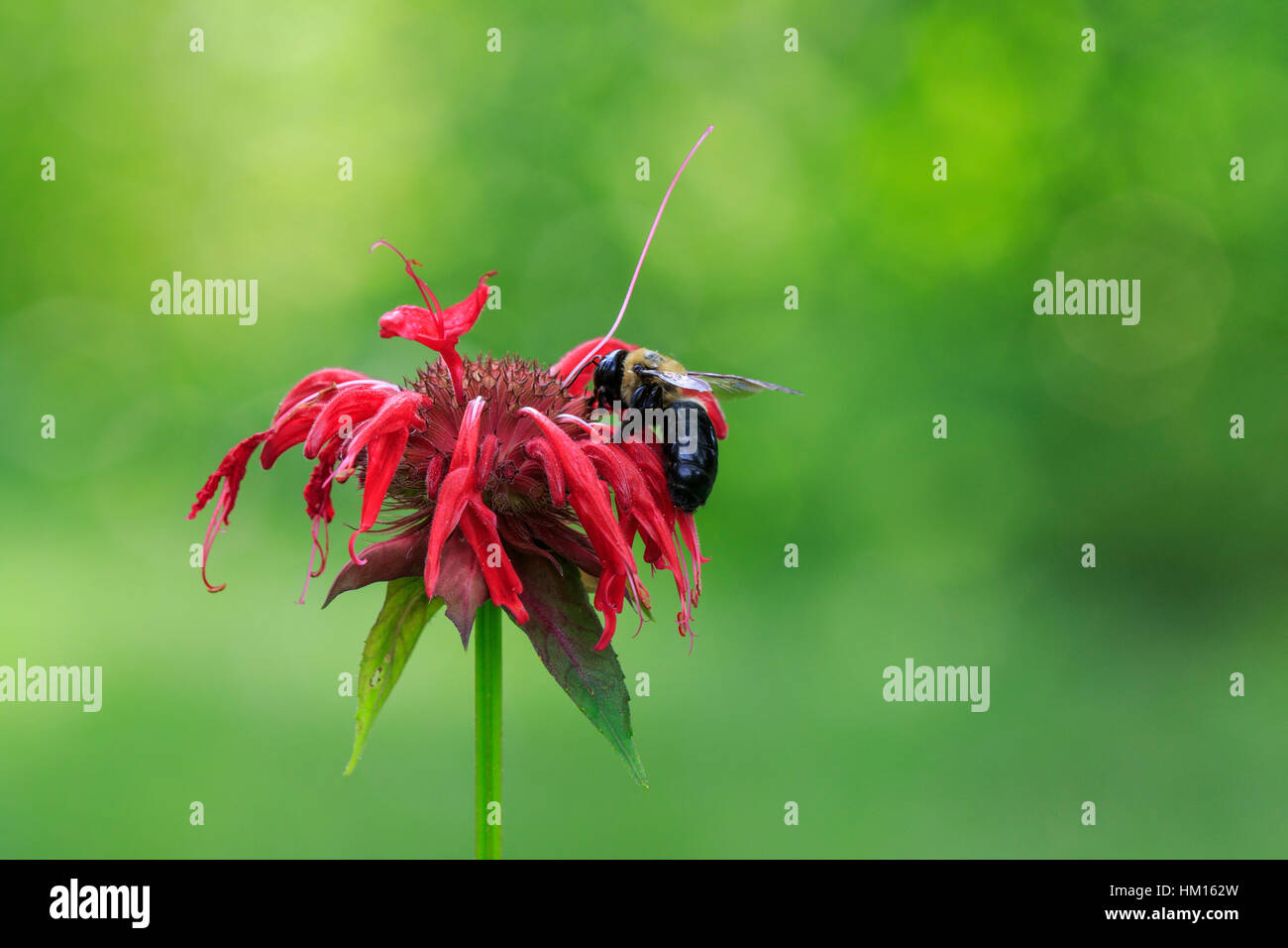 Falegname orientale bee (Xylocopa virginica) su bee balm (Monarda didyma) Foto Stock