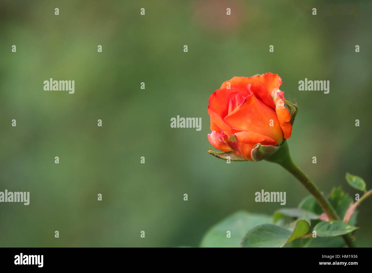 Bella Arancione Rosa budrose pllant Foto Stock