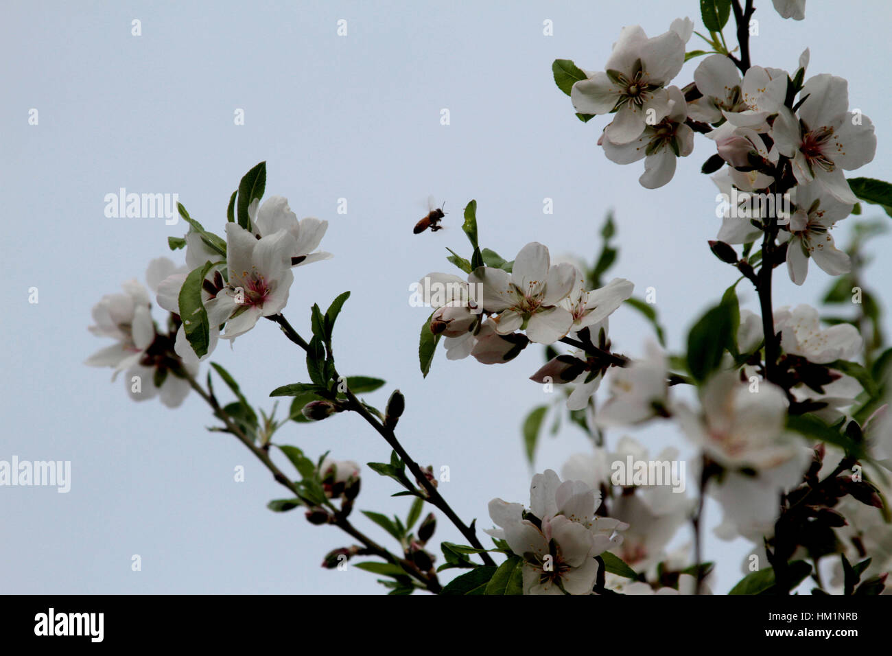 25 gennaio 2017 - Jenin, West Bank, Palestina - un supporto di api su fiori di mandorlo in un campo nei pressi della Cisgiordania città di Jenin, 25 gennaio 2017. (Credito Immagine: © Mohammed Turabi/ImagesLive via ZUMA filo) Foto Stock