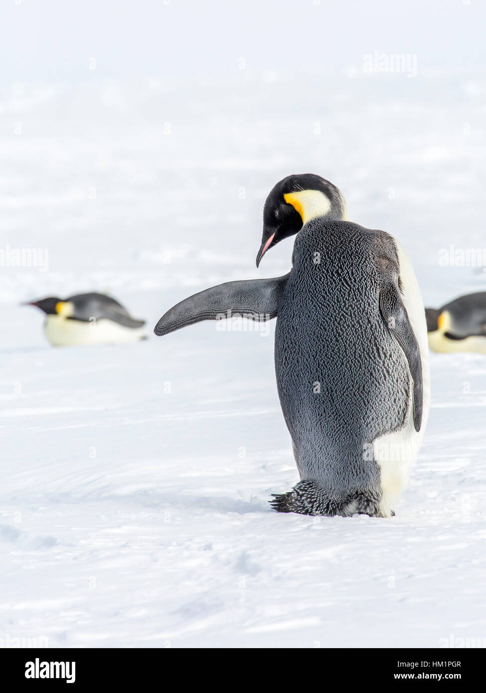 Gould Bay, il Mare di Weddell, Antartide. Xviii Nov, 2016. L'immagine è di un pinguino imperatore catturati a metà esercizio di volo il collo e muscoli ala. Tuttavia è accanto al percorso dei Pinguini imperatore il viaggio di dieci miglia di mare aperto per l'alimentazione. Così la scena è reminiscenza di un traffico cop dirigere il slittino imperatori visto in background. * Si prega di notare LIVE NEWS si applicano i tassi di credito*: Roger Clark/Alamy Live News Foto Stock