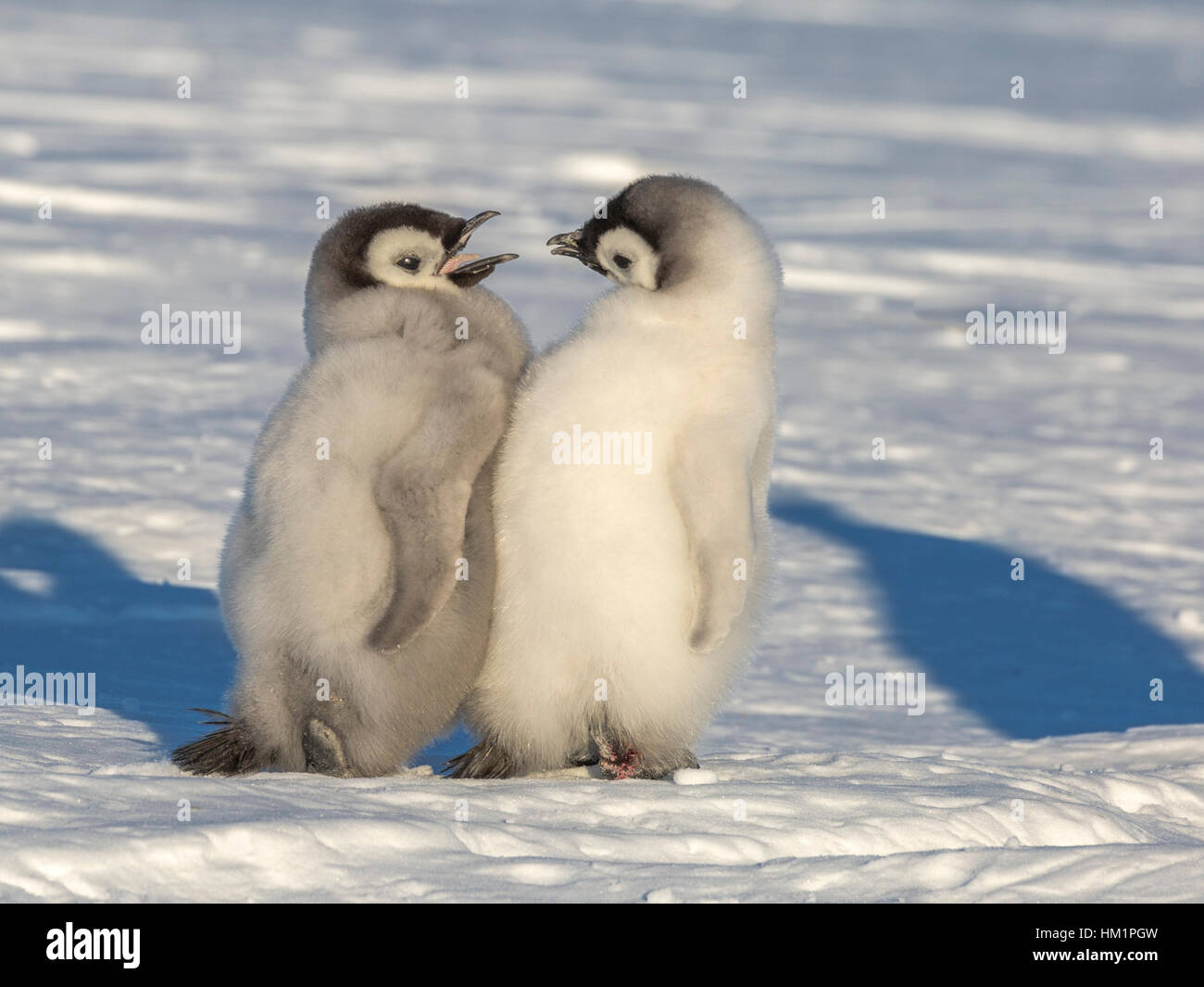 Gould Bay, il Mare di Weddell, Antartide. Xix Nov, 2016. Due Pinguini imperatore pulcini appaiono come essi sono impegnati in una profonda conversazione come essi passeggiare lungo il ghiaccio godendo il gossip e ogni altre società. * Si prega di notare LIVE NEWS si applicano i tassi di credito*: Roger Clark/Alamy Live News Foto Stock