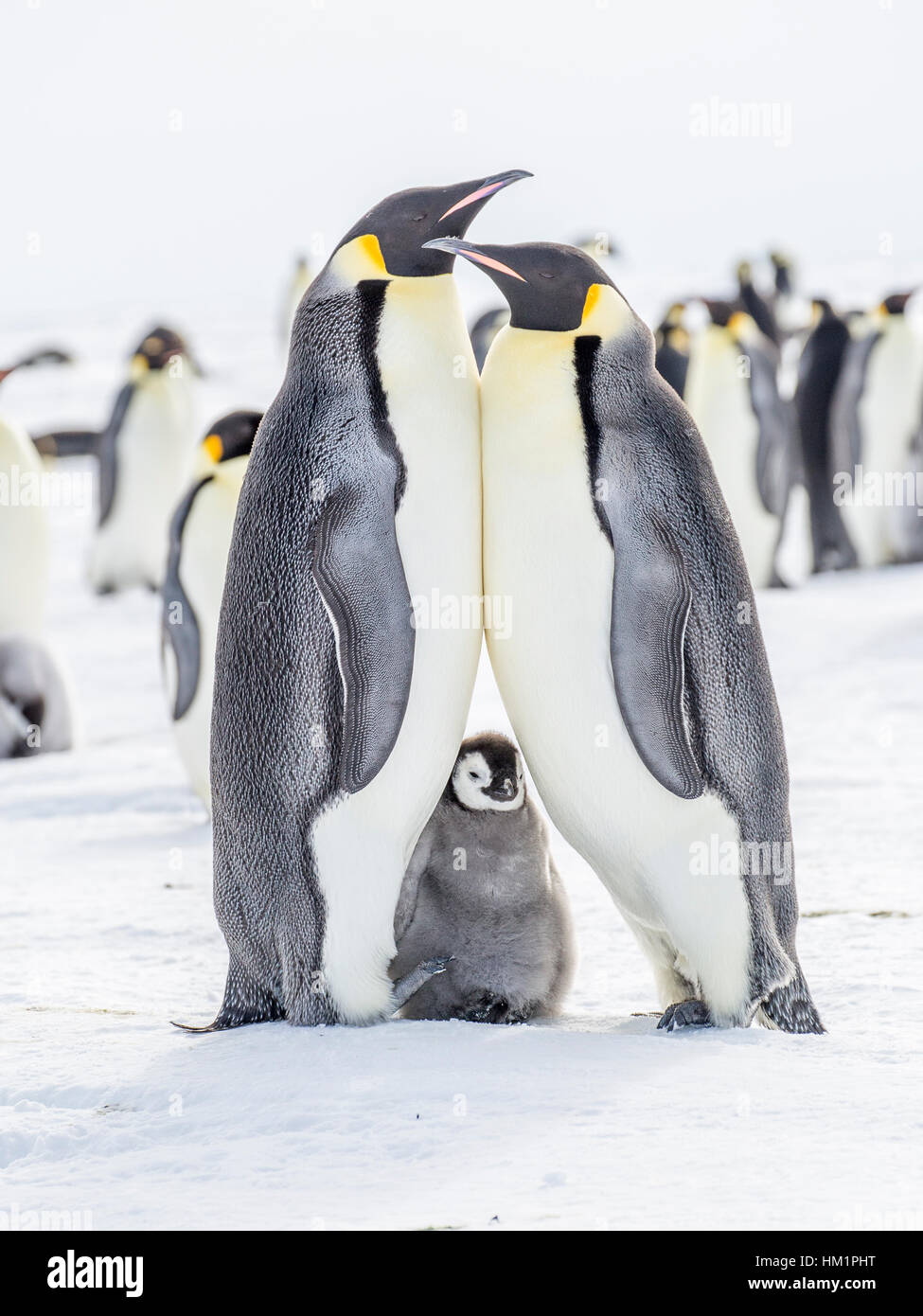 Gould Bay, il Mare di Weddell, Antartide. Xviii Nov, 2016. I genitori di un pinguino imperatore chick stare insieme in una posa con il pulcino godendo il momento di essere vicino ad entrambi per shelter. Classicamente gli adulti si piegherà il loro collo per guardare in basso adoringly presso la loro prole. In questa situazione vi è una sensazione di fatica come un adulto è pesantemente influenzata in altri adulti. * Si prega di notare LIVE NEWS si applicano i tassi di credito*: Roger Clark/Alamy Live News Foto Stock