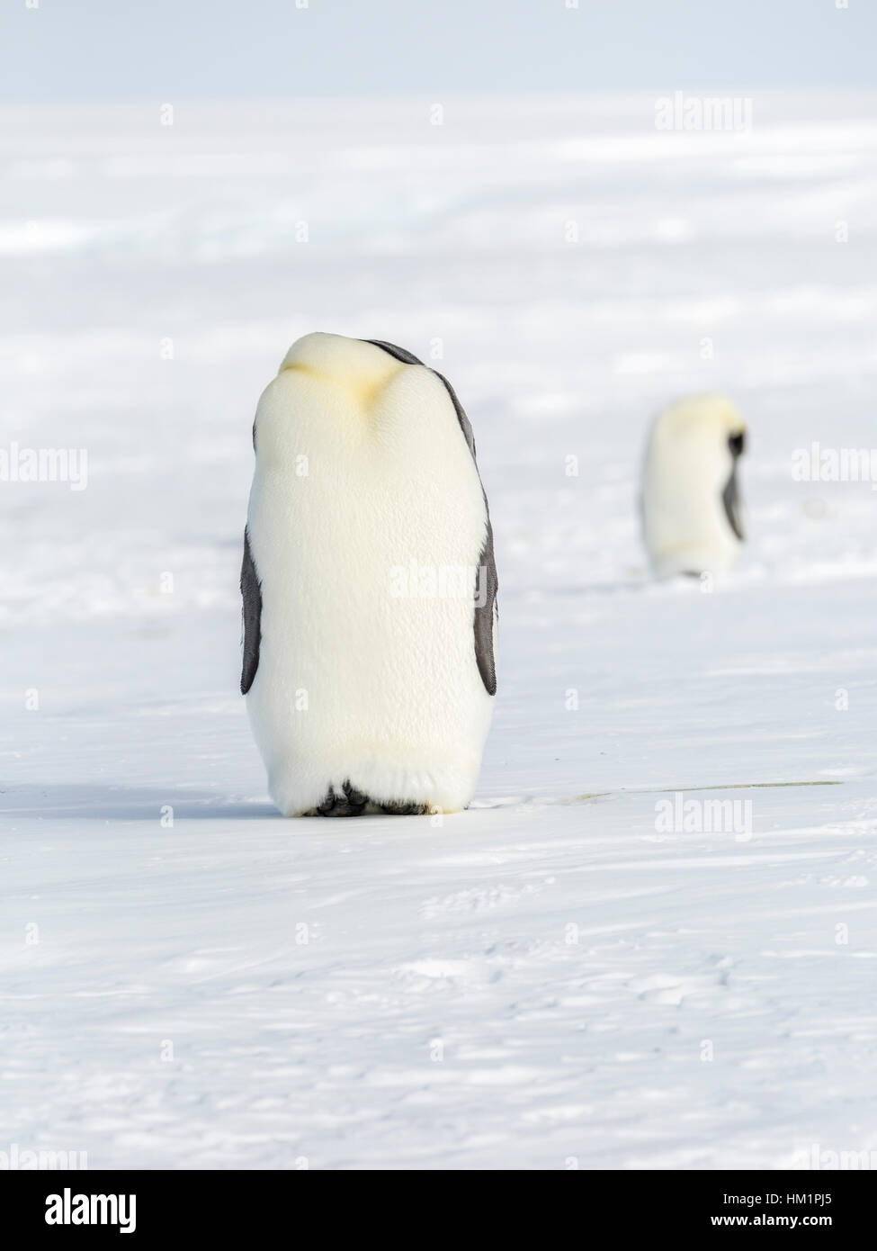 Gould Bay, il Mare di Weddell, Antartide. Xviii Nov, 2016. I pinguini adulti sono preening loro piume e dato il loro doppio collo snodato che possono effettivamente tratto di preen loro piume di coda. Quando questo succede si dà l'aspetto quando visto dal lato destro angolo che i pinguini sono decapitati. * Si prega di notare LIVE NEWS si applicano i tassi di credito*: Roger Clark/Alamy Live News Foto Stock