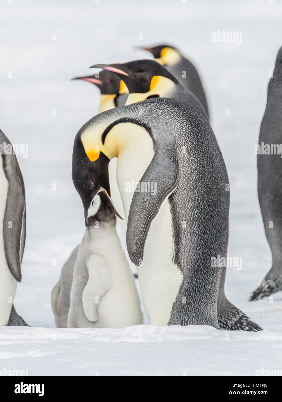 Gould Bay, il Mare di Weddell, Antartide. Xviii Nov, 2016. Un pinguino imperatore genitore è che alimenta la sua pulcino. Per fare questo regurgitating dallo stomaco. In questo esempio il pulcino è agendo con gusto ed insolitamente ha la sua testa quasi intrappolate negli adulti la bocca. * Si prega di notare LIVE NEWS si applicano i tassi di credito*: Roger Clark/Alamy Live News Foto Stock