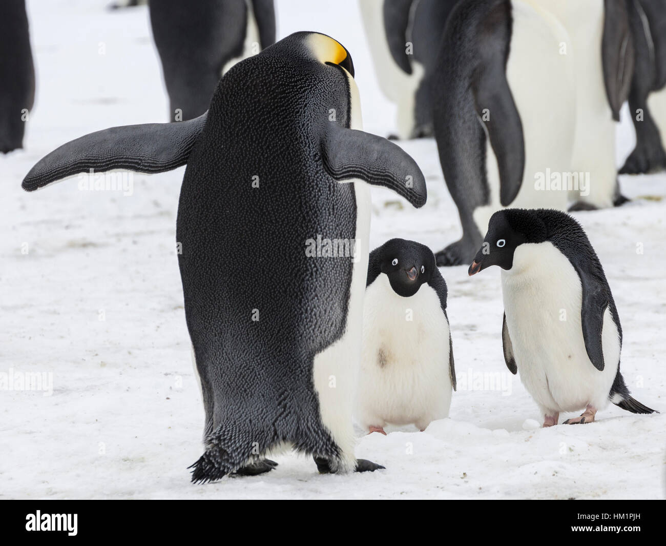 Gould Bay, il Mare di Weddell, Antartide. 17 Nov, 2016. L'immagine mostra un confronto tra il solo due specie di pinguini che abitano il continente bianco. Un imperatore colonia di pinguini può andare alla deriva e si suppone qui che la colonia entrato nello spazio di pochi Adelie pinguini. Quindi la negoziazione dei diritti di prendere posto. * Si prega di notare LIVE NEWS si applicano i tassi di credito*: Roger Clark/Alamy Live News Foto Stock
