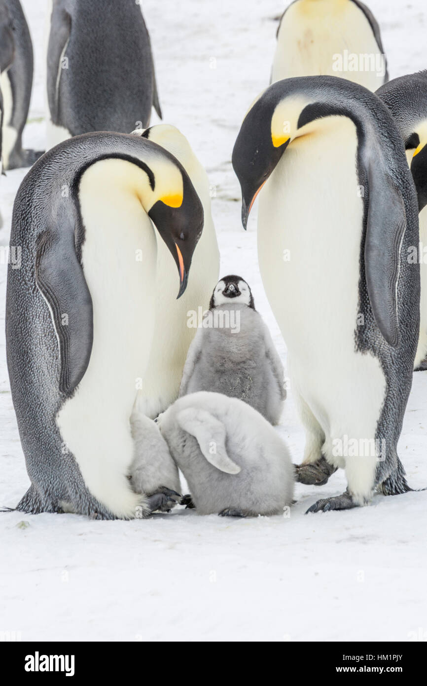 Gould Bay, il Mare di Weddell, Antartide. 17 Nov, 2016. Due Pinguini imperatore pulcini hanno le loro teste all'interno di una sacca di covata per mantenere in caldo. La custodia di covata è il luogo in cui l'uovo è incubato e pulcino prima si sviluppa. Dato un pinguino imperatore può avere solo un uovo è raro vedere una covata sacca essendo condivisa anche se temporaneamente. * Si prega di notare LIVE NEWS si applicano i tassi di credito*: Roger Clark/Alamy Live News Foto Stock