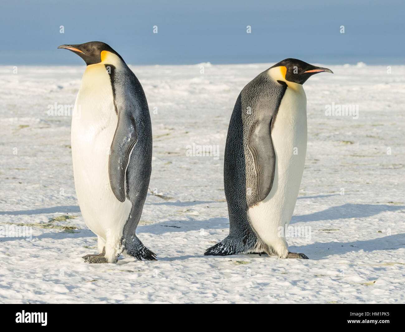 Gould Bay, il Mare di Weddell, Antartide. 17 Nov, 2016. Due adulti Pinguini imperatore sono insolitamente permanente di schiena. come se fossero in un stand off situazione e pronto per un duello. D'altro canto forse sono un giovane con un disaccordo. * Si prega di notare LIVE NEWS si applicano i tassi di credito*: Roger Clark/Alamy Live News Foto Stock